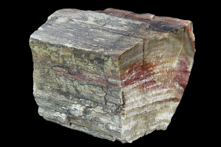 Triassic Petrified Wood (Araucaria) Section - Circle Cliffs, Utah #129536